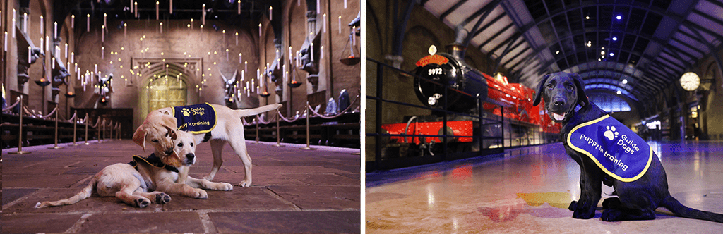 A yellow Labrador and golden retriever playing in the Great Hall and a black Labrador on Platform 9 3/4